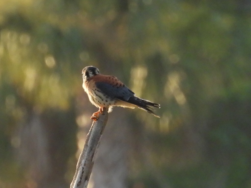 American Kestrel - Bonnie Brown