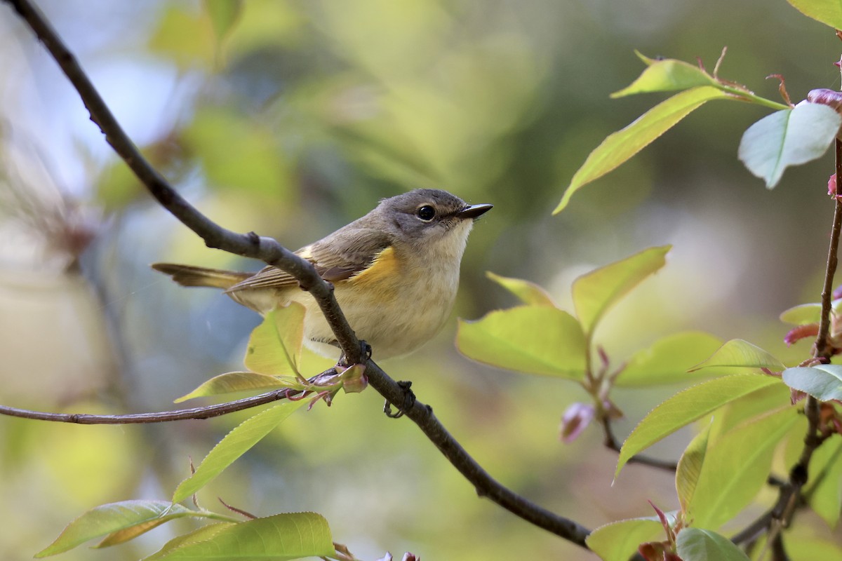 American Redstart - ML620718088