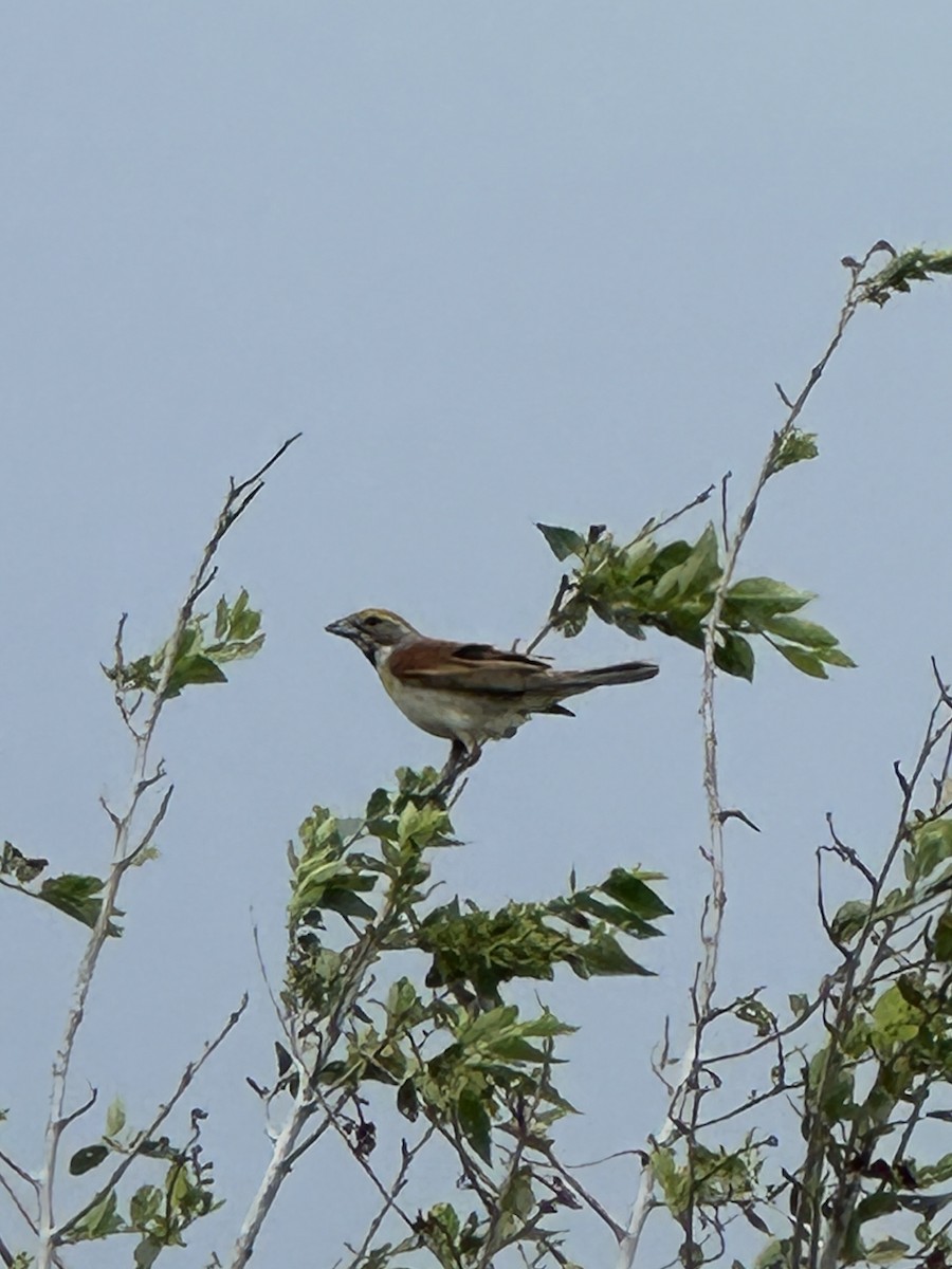 Dickcissel - ML620718090