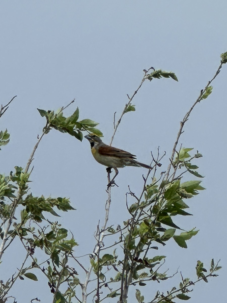 Dickcissel - Bradley S.