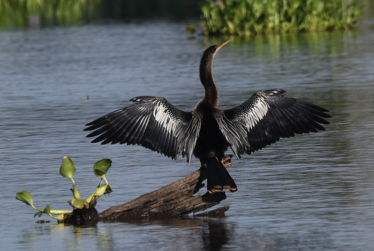 Anhinga Americana - ML620718093