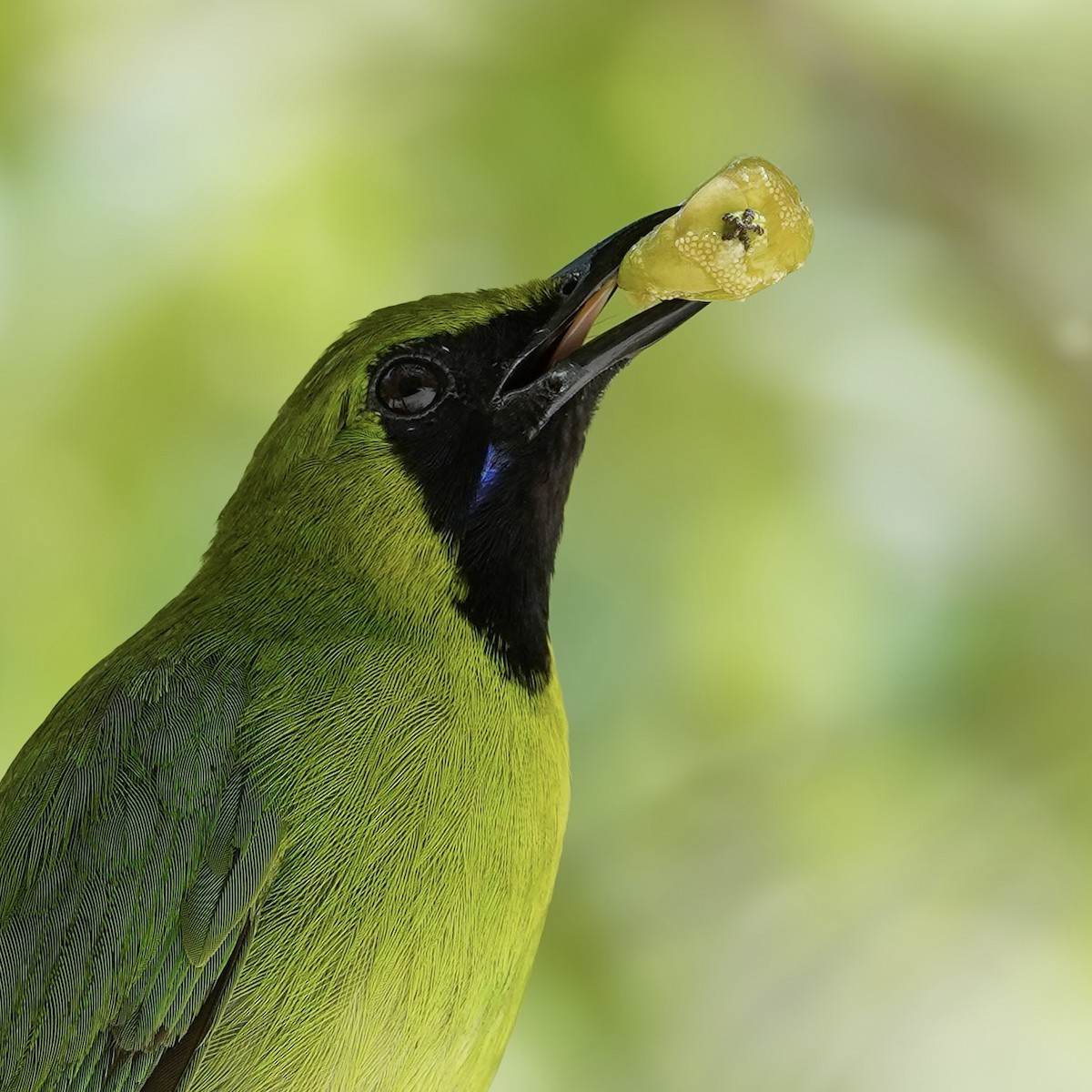 Lesser Green Leafbird - Rahman Mandu