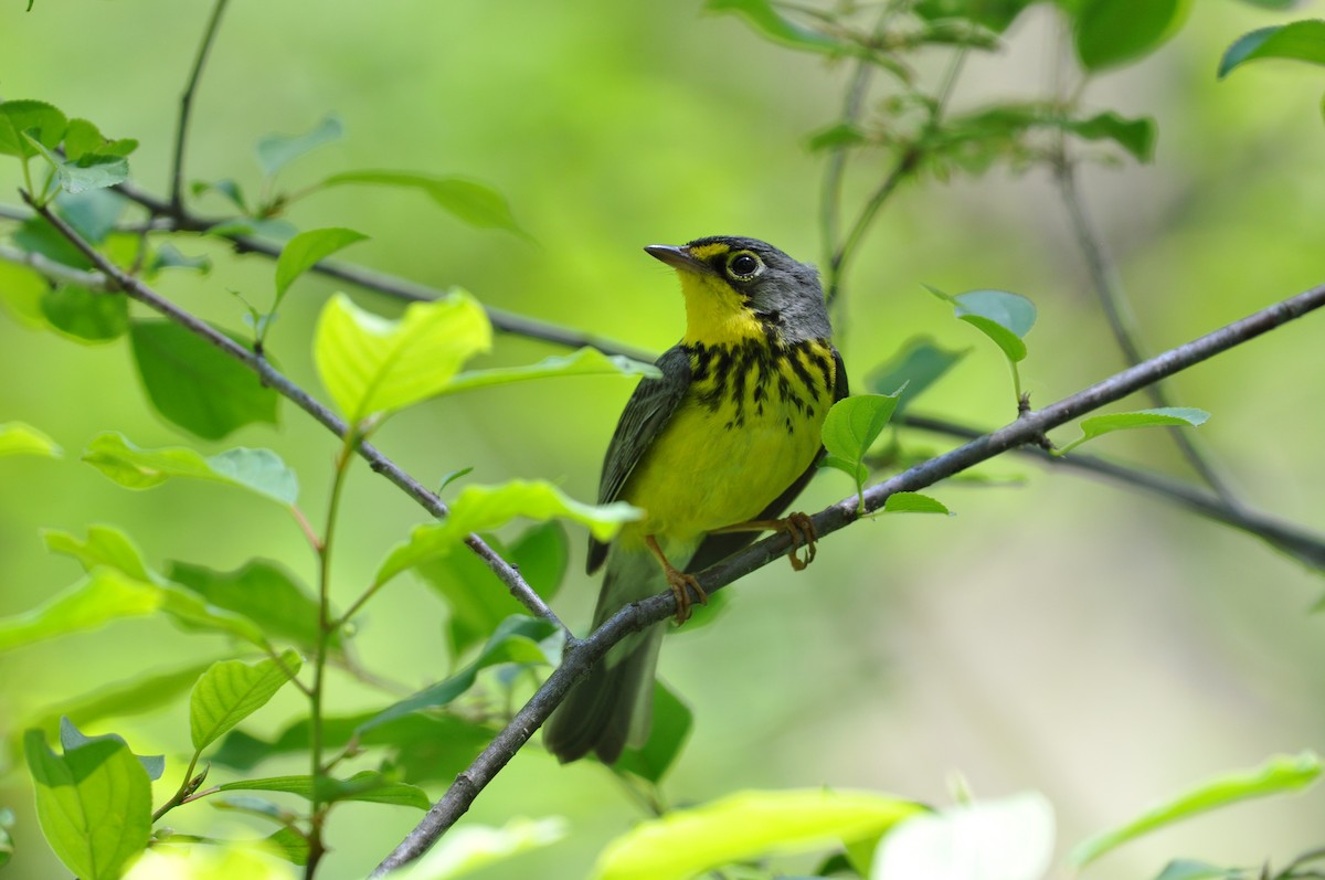 Canada Warbler - Timothy Gluch