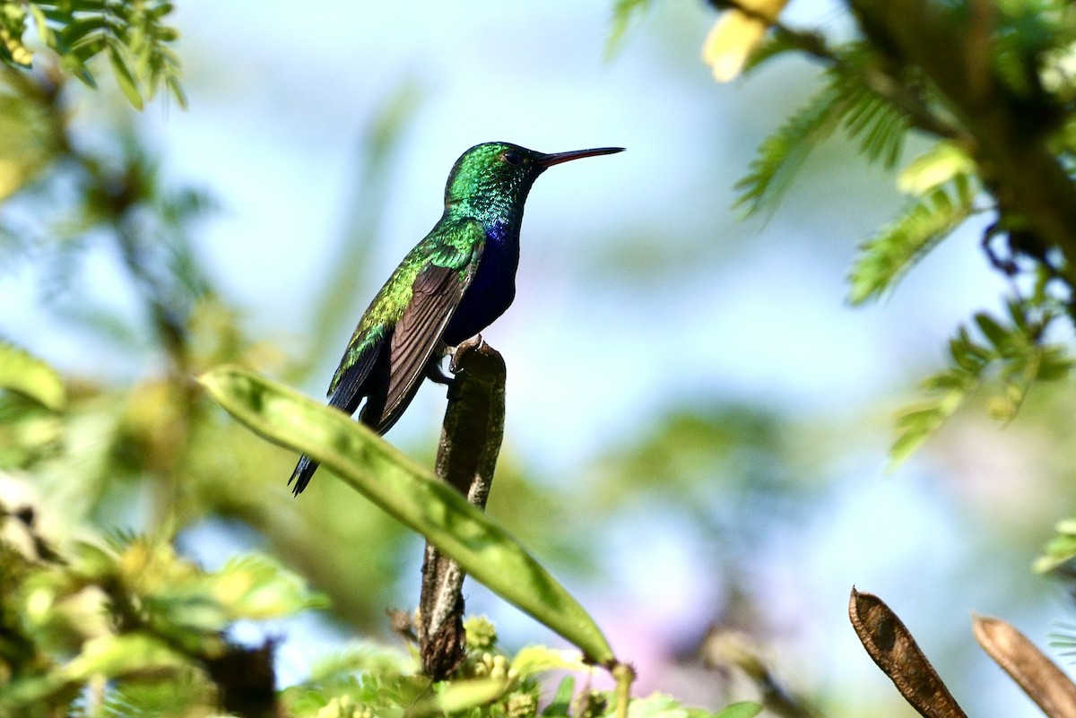 Violet-bellied Hummingbird - ML620718099