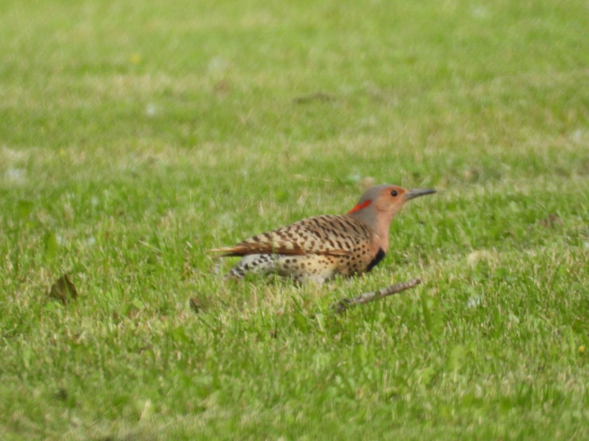 Northern Flicker - ML620718101