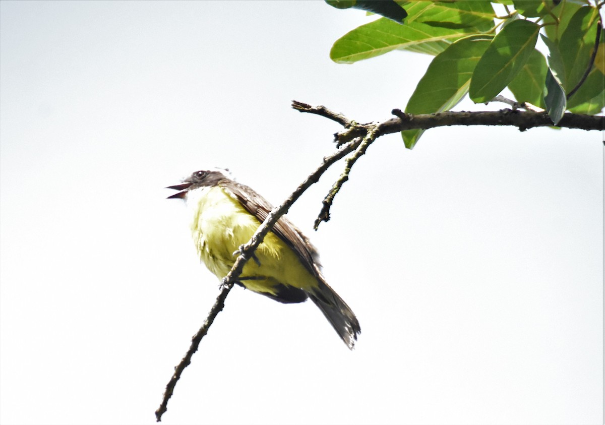 Social Flycatcher - ML620718103