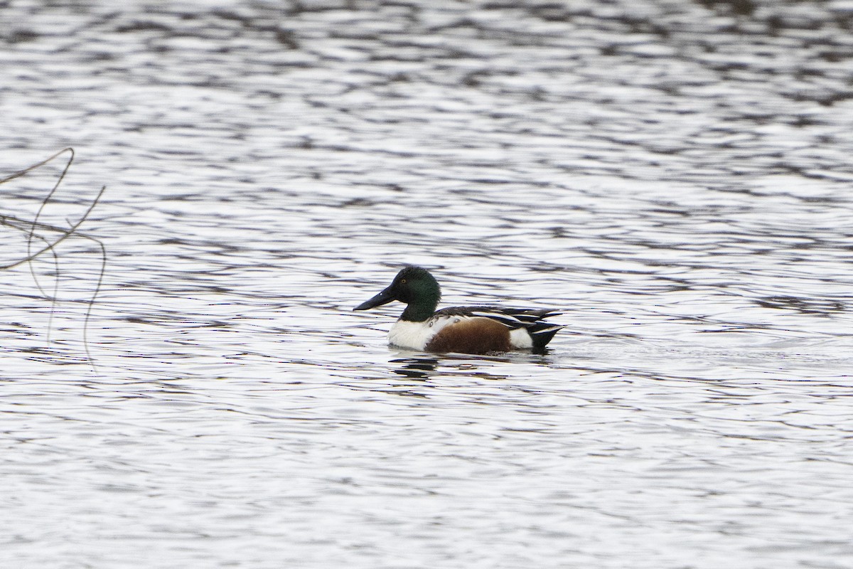 Northern Shoveler - ML620718105