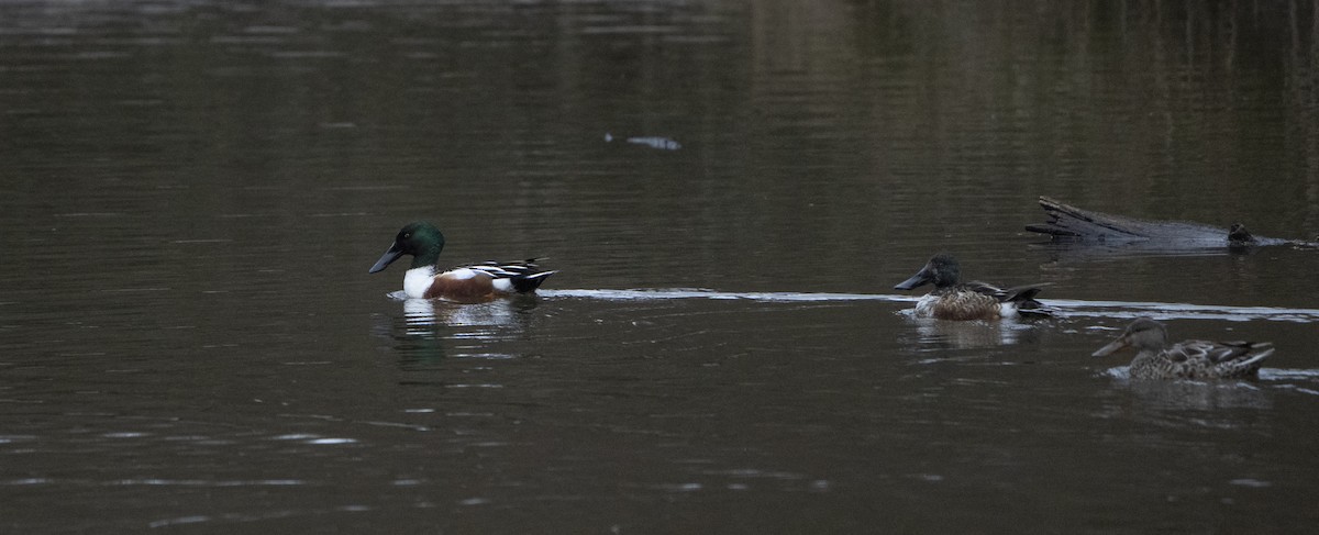 Northern Shoveler - ML620718106