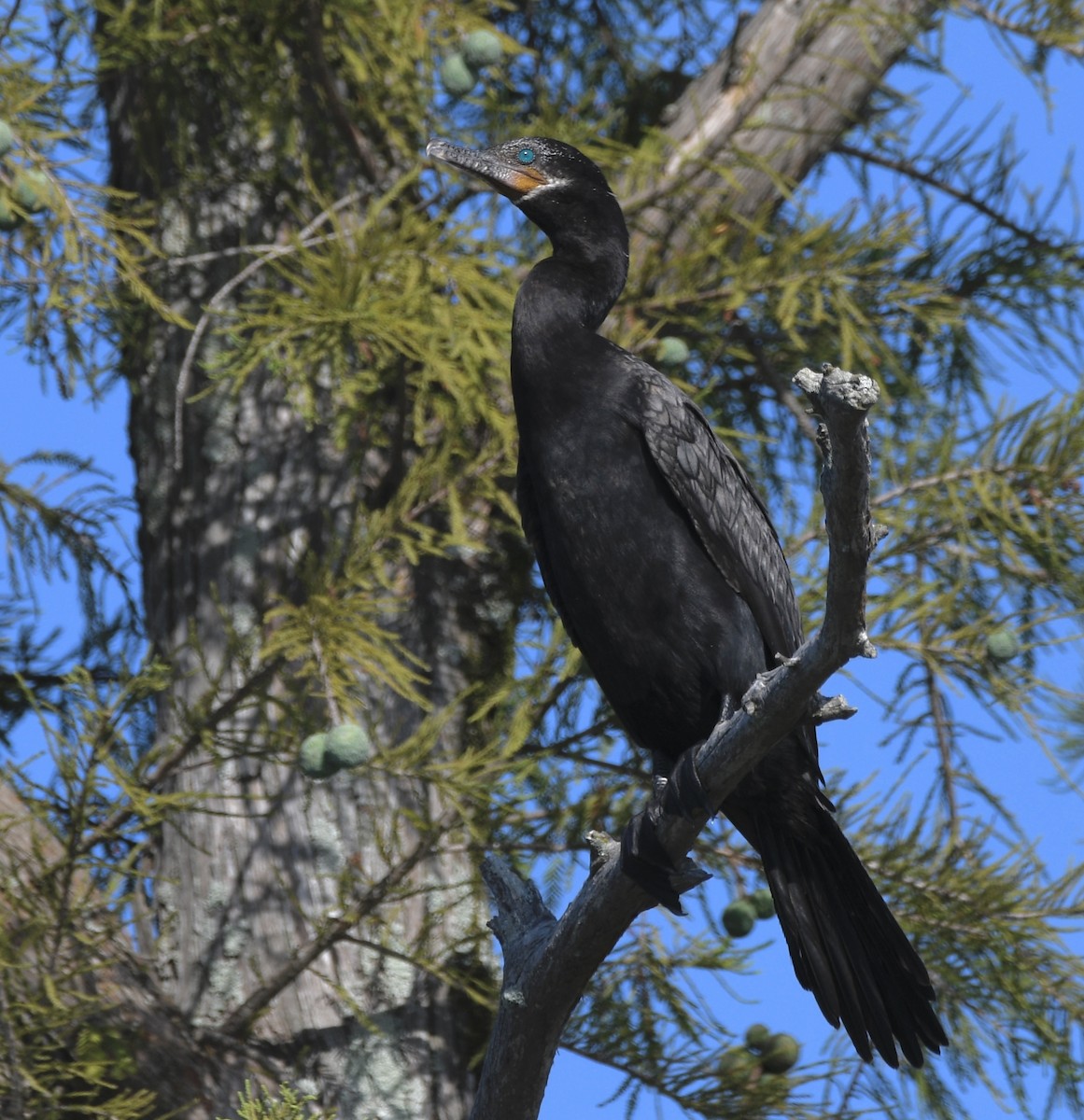 Double-crested Cormorant - ML620718110