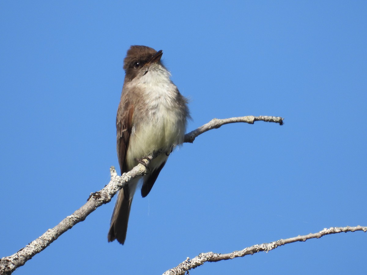 Eastern Phoebe - ML620718120