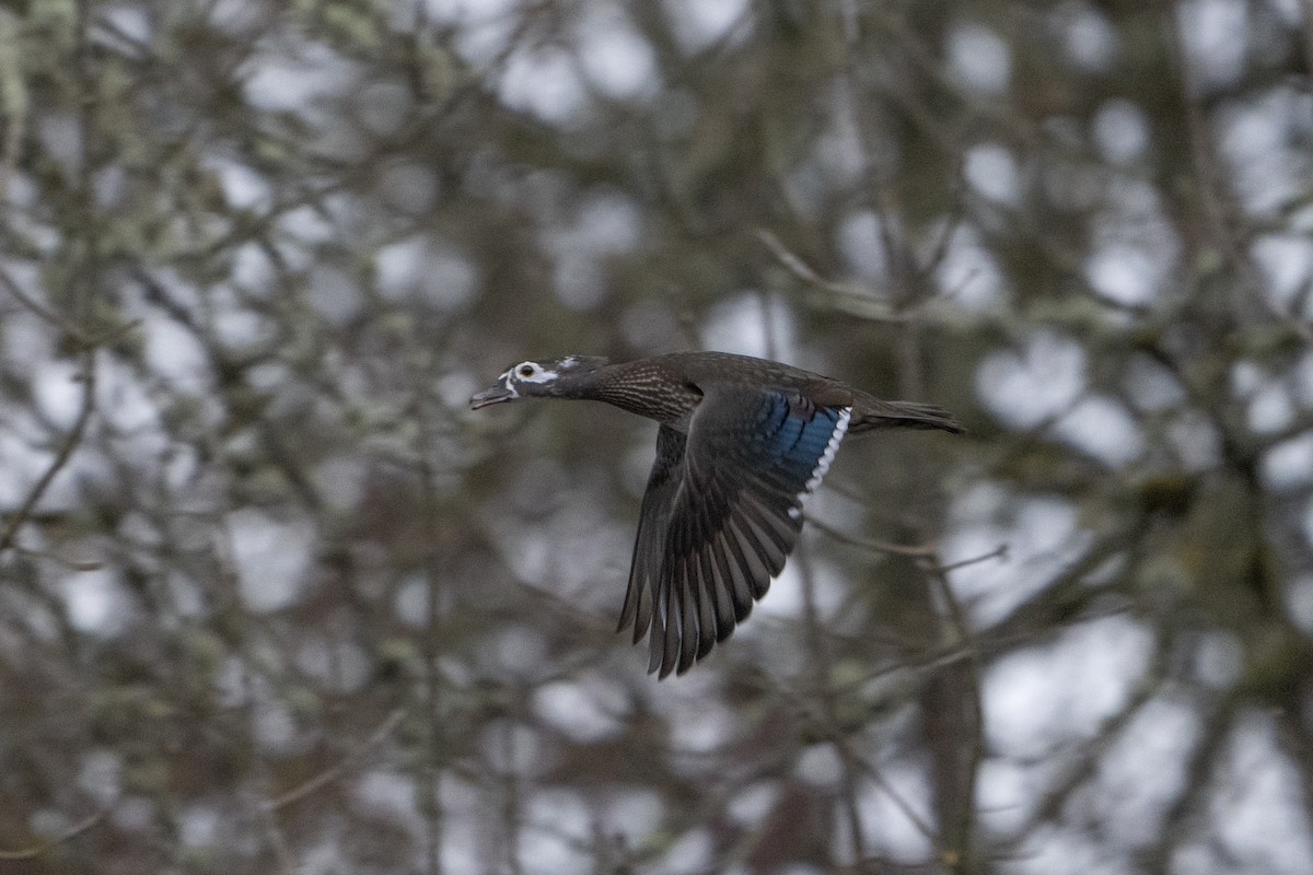 Wood Duck - ML620718124