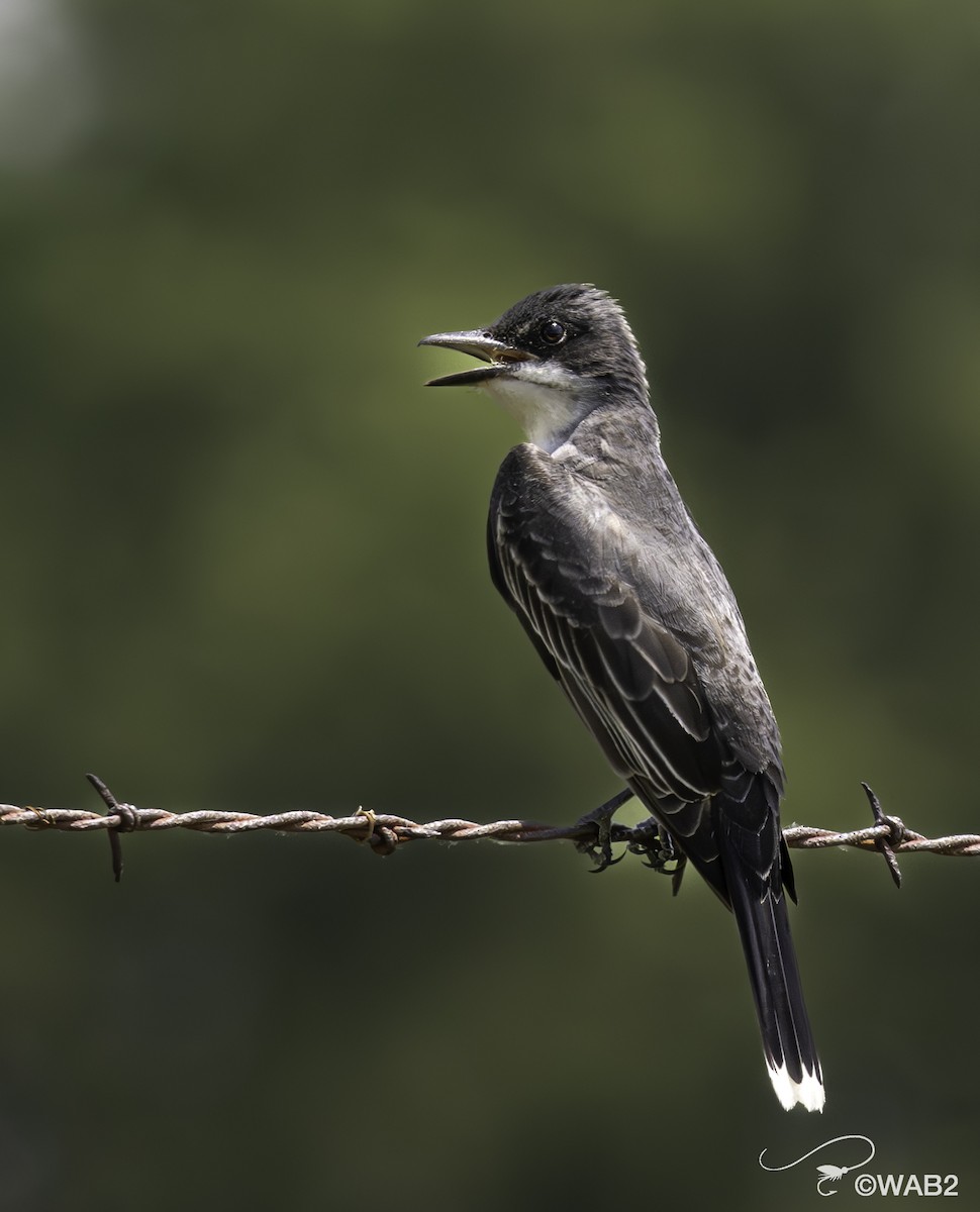 Eastern Kingbird - ML620718131