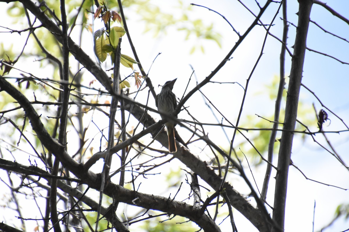 Streaked Flycatcher - ML620718133