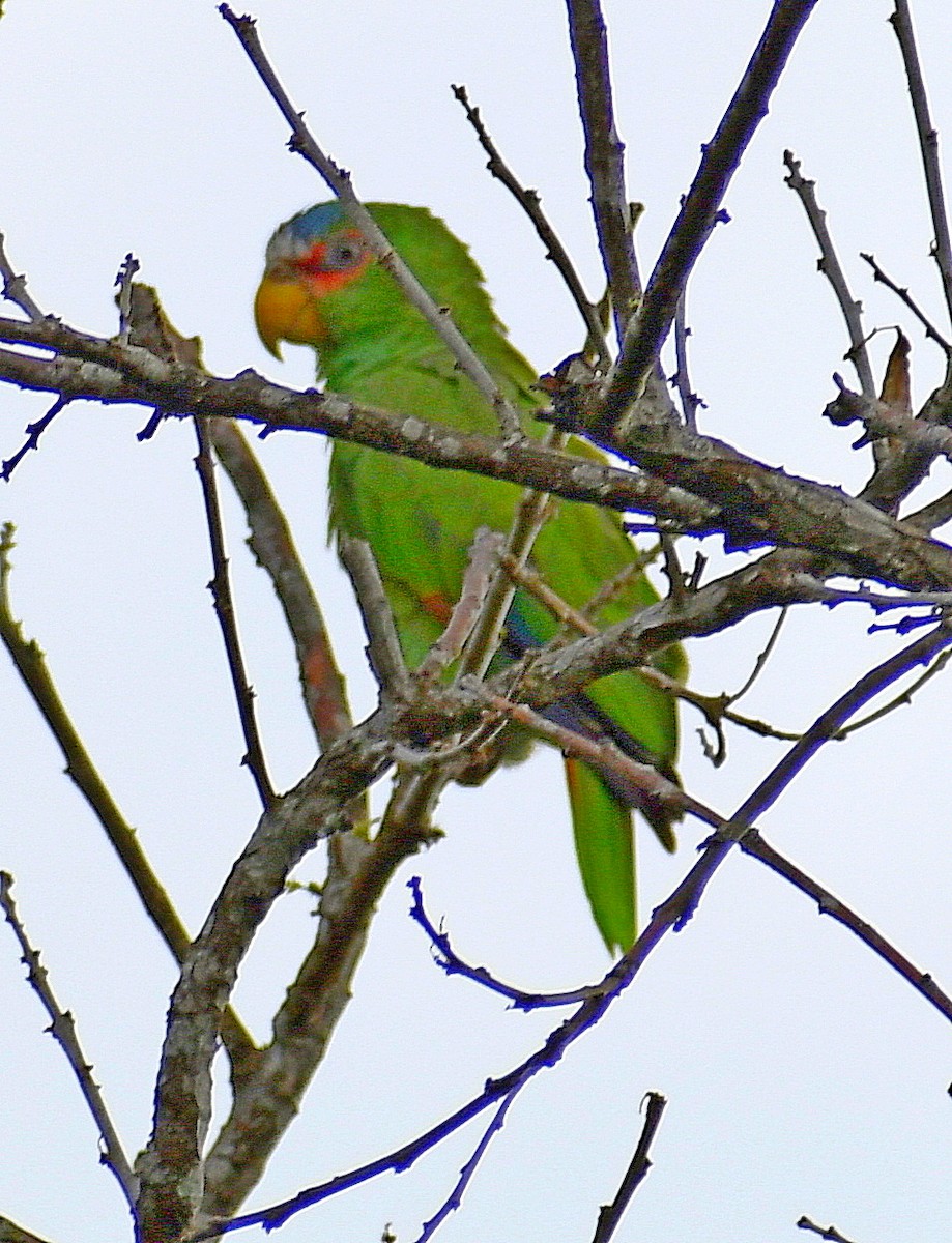 White-fronted Parrot - Edward Clark