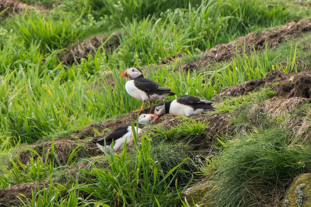 Atlantic Puffin - ML620718137