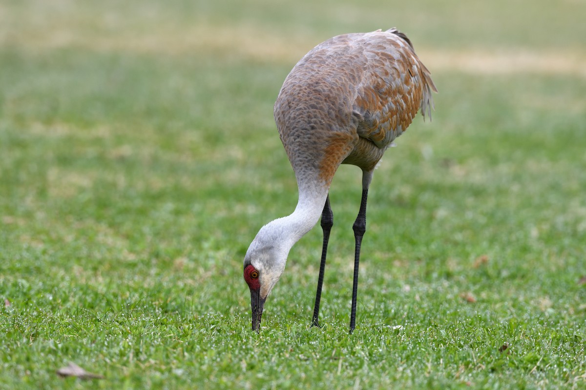 Sandhill Crane - Timothy Piranian