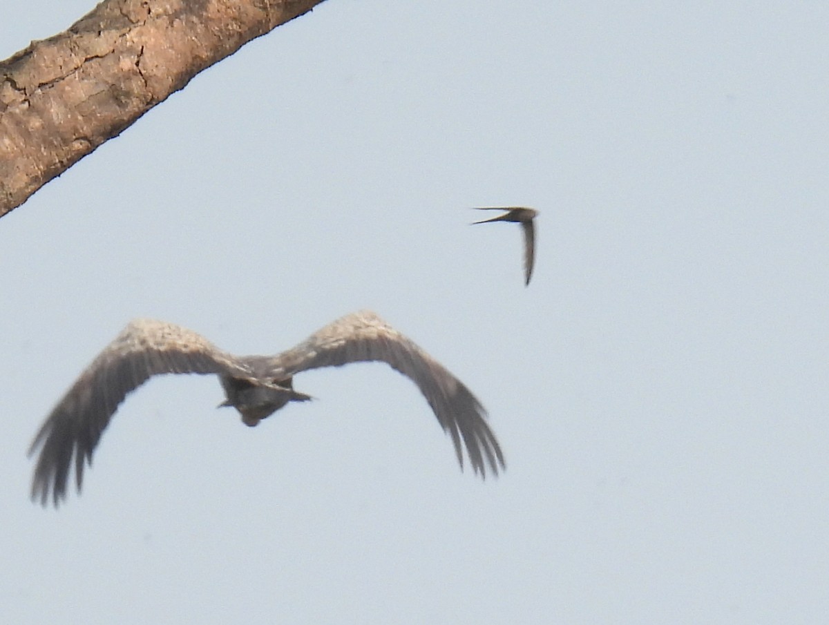 African Palm Swift - bob butler