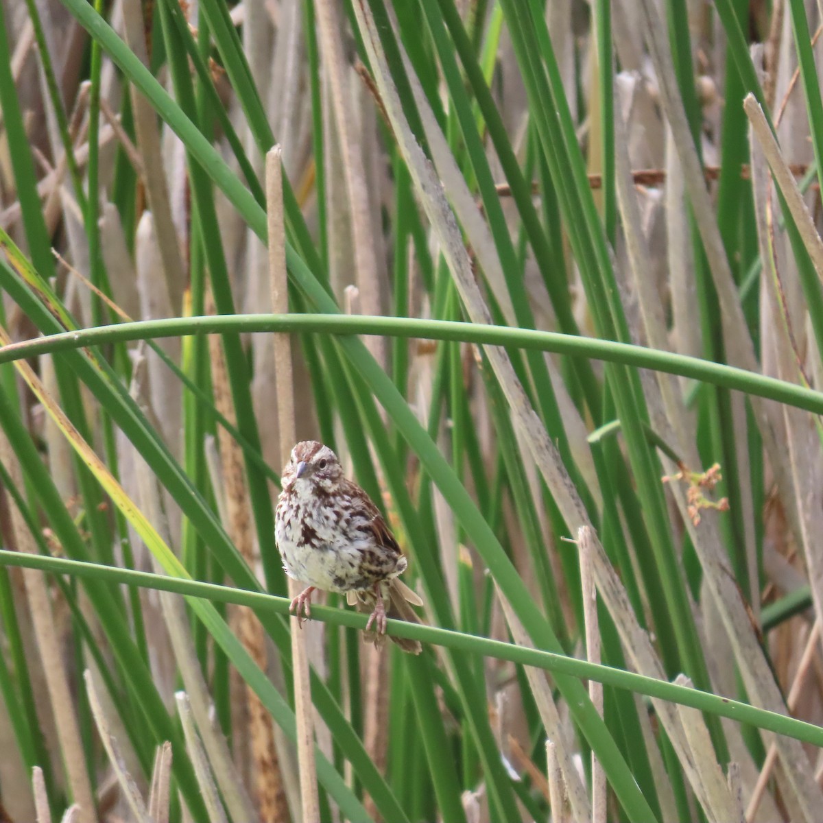 Song Sparrow - ML620718153