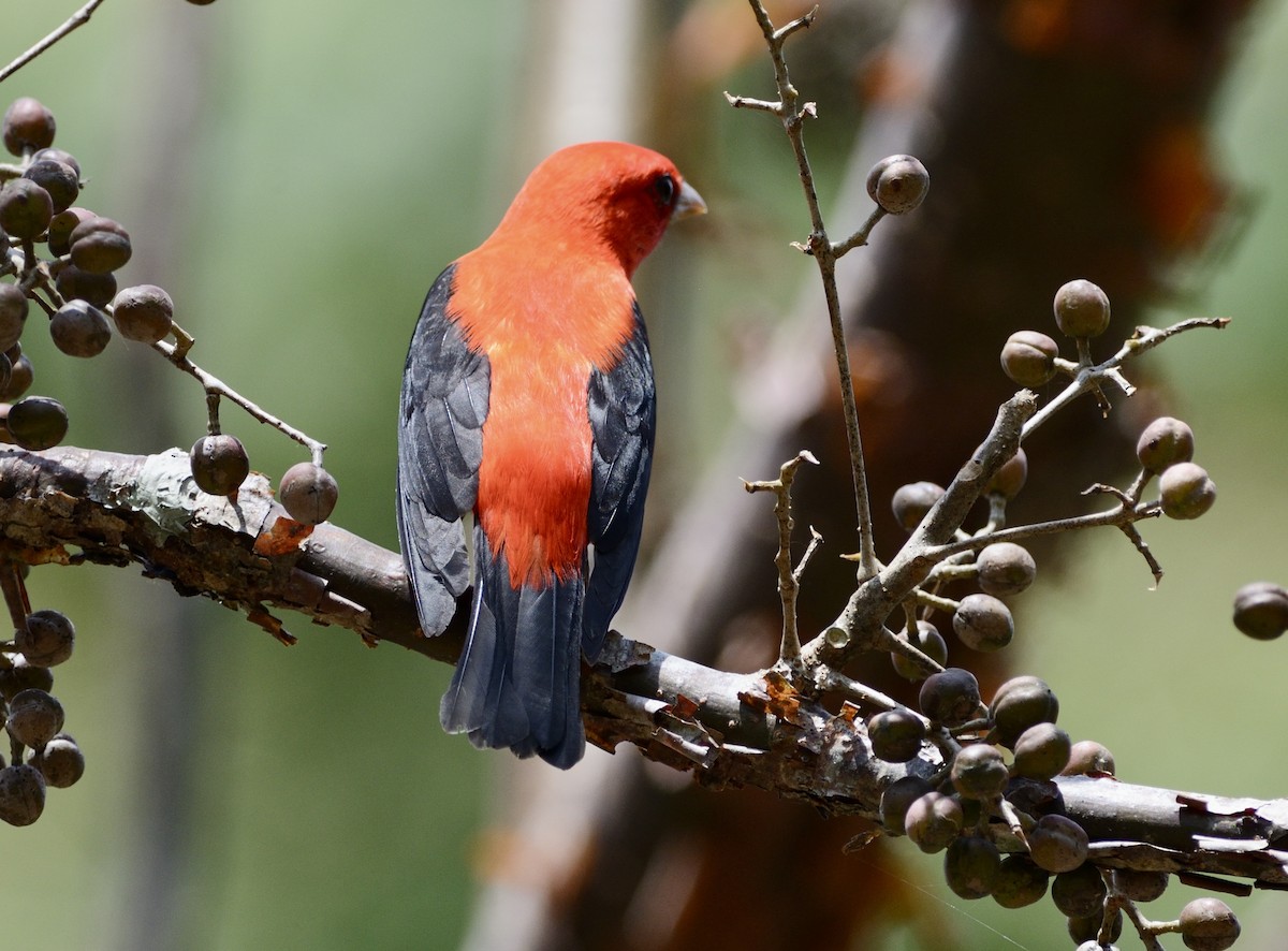 Scarlet Tanager - ML620718154