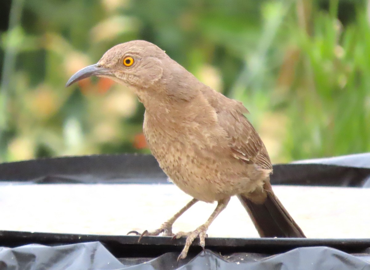 Curve-billed Thrasher - ML620718157