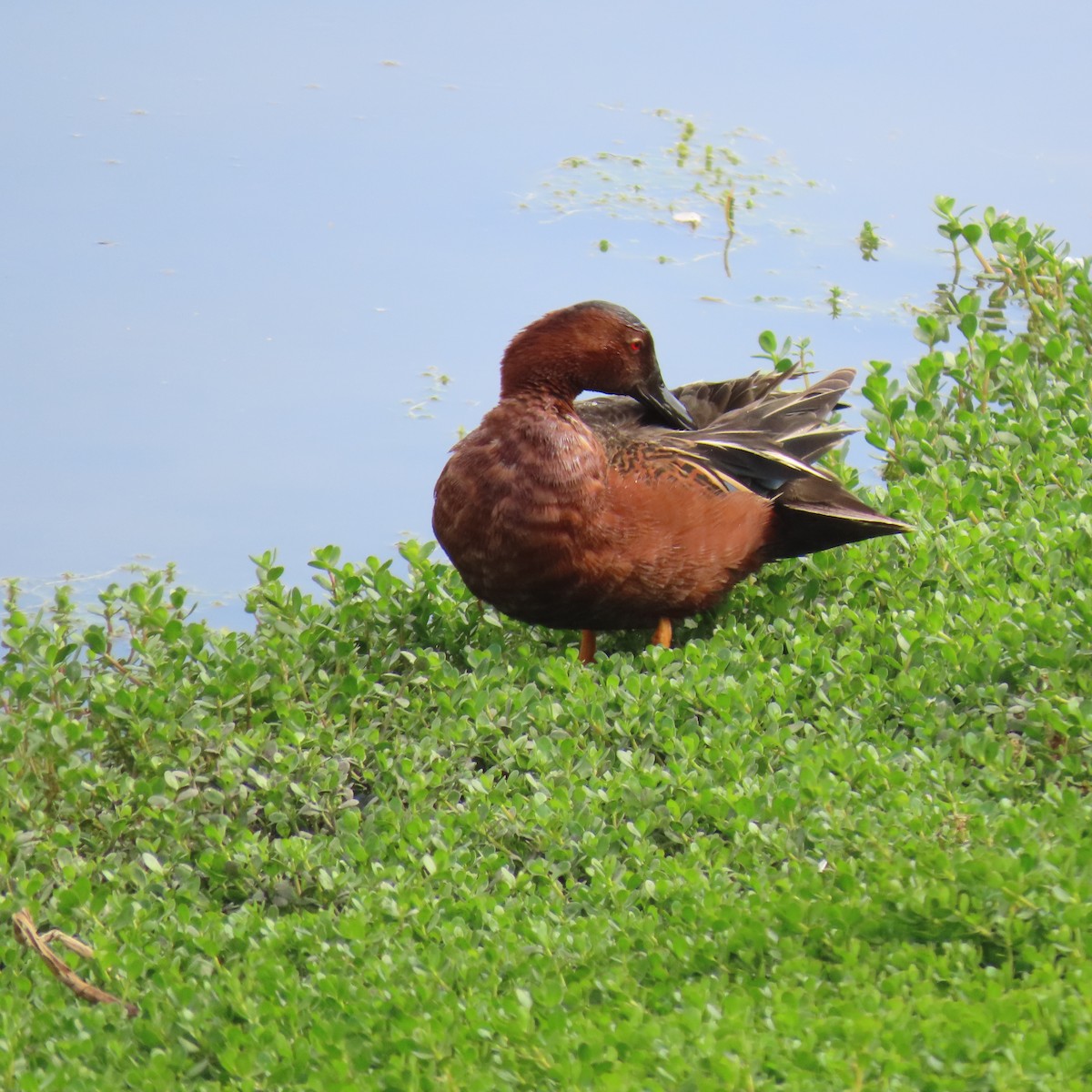 Cinnamon Teal - ML620718162