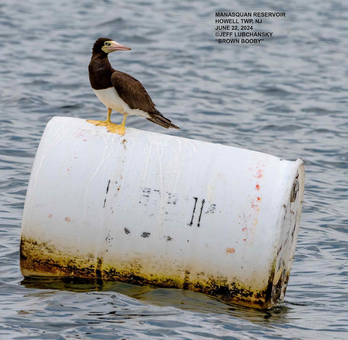 Brown Booby - ML620718163