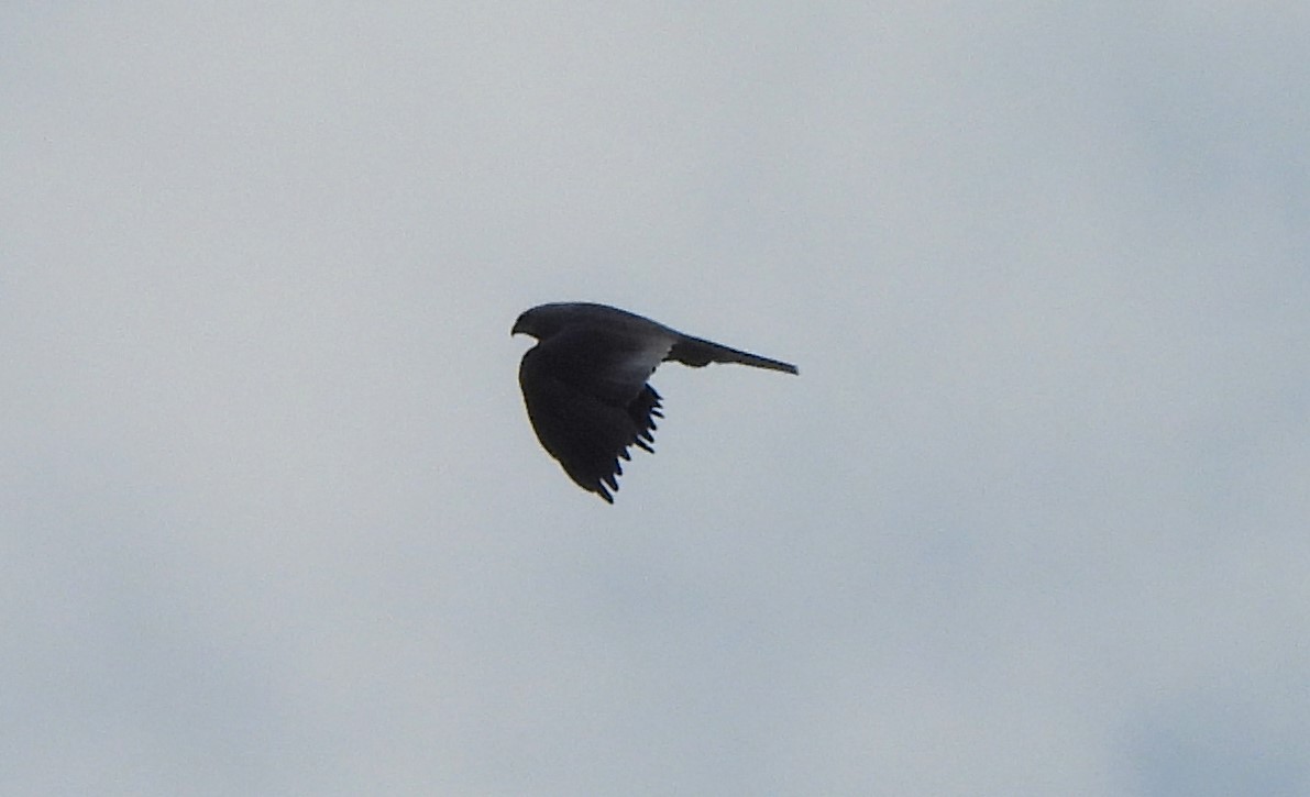 Mississippi Kite - ML620718165