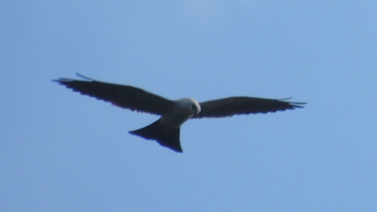 Mississippi Kite - ML620718166