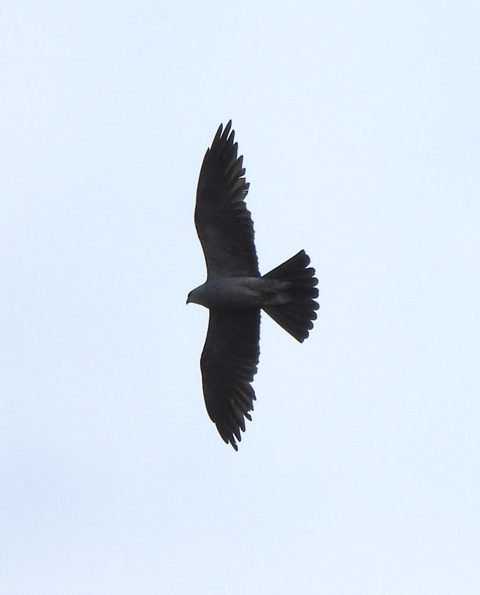 Mississippi Kite - ML620718167