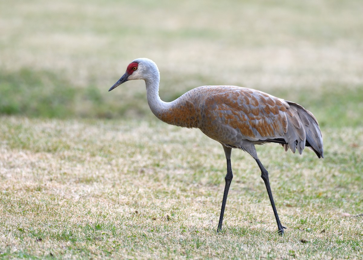 Sandhill Crane - ML620718168