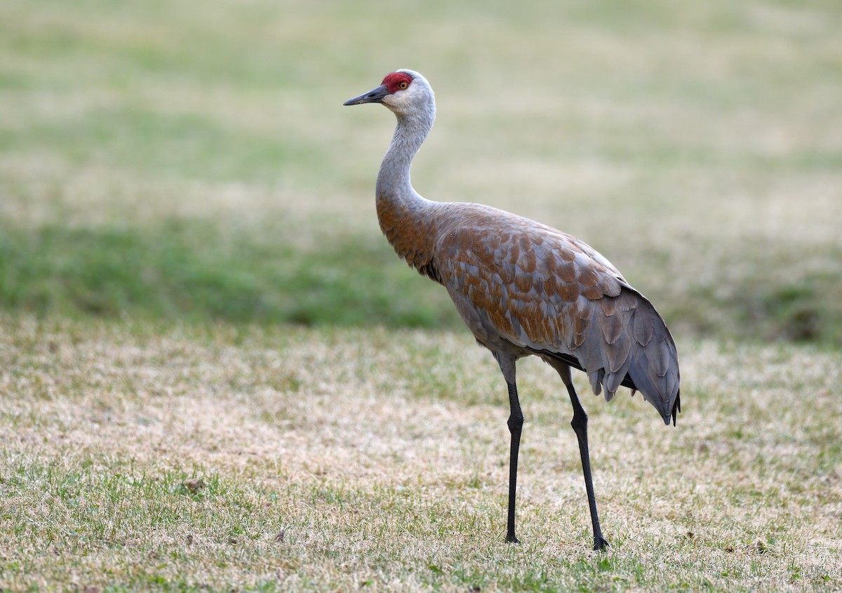 Sandhill Crane - ML620718169