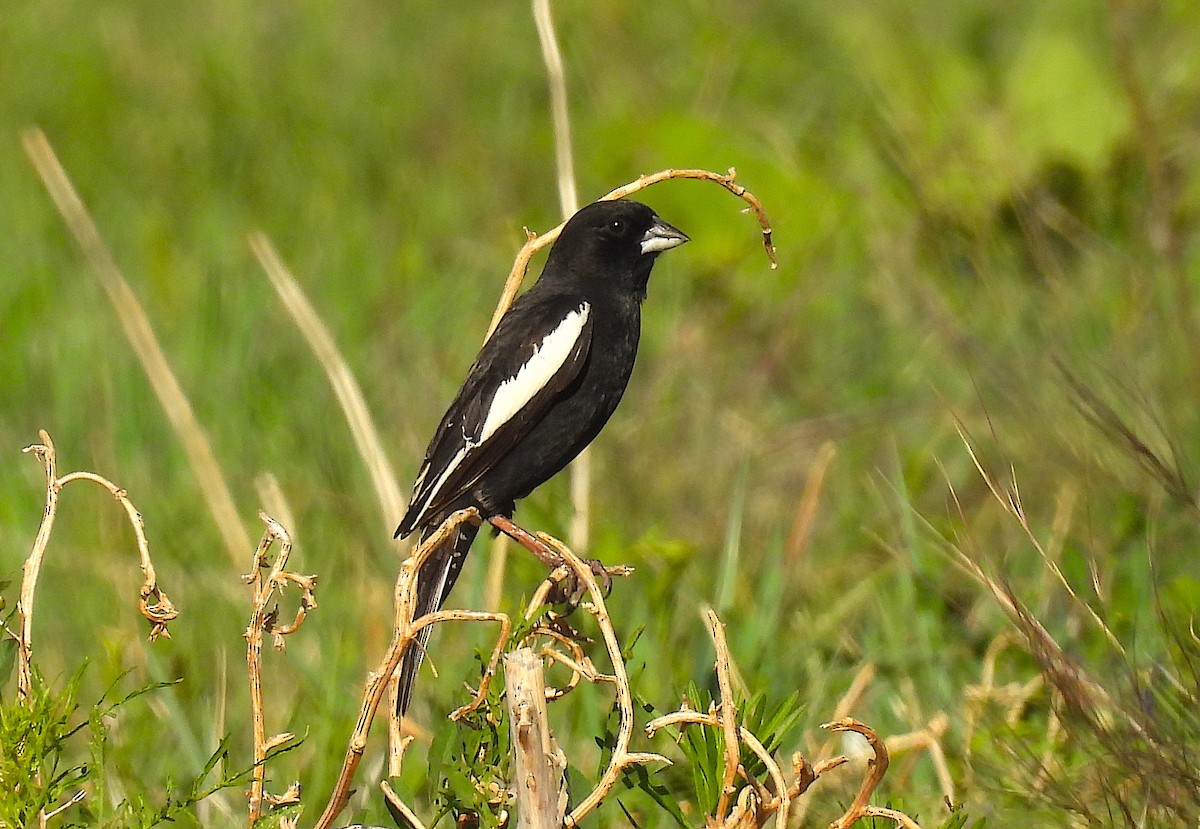 Lark Bunting - ML620718171