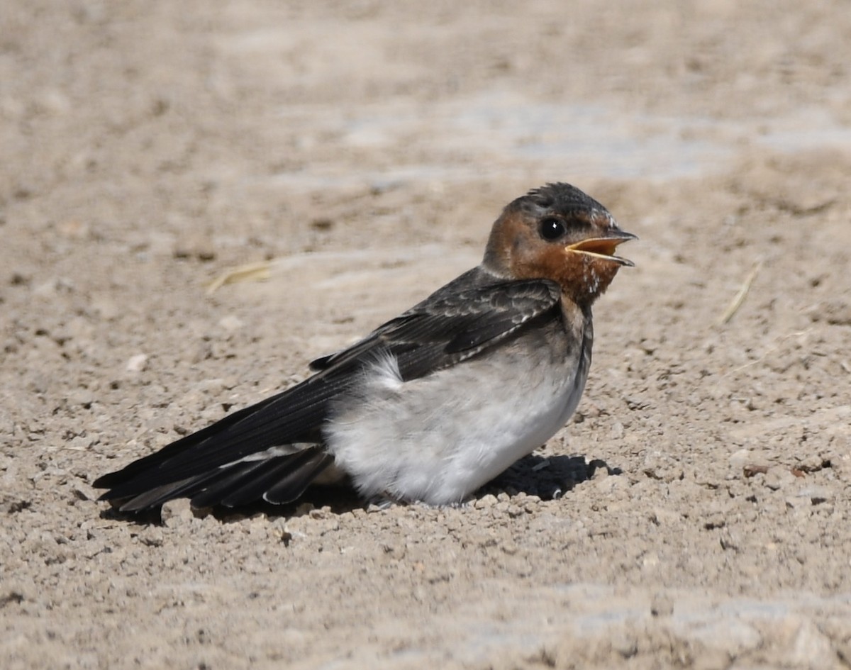 Cliff Swallow - ML620718174