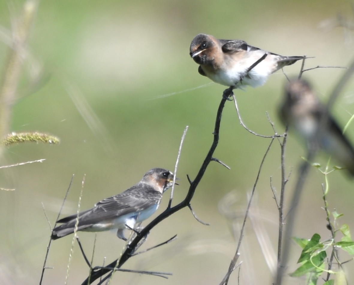 Cliff Swallow - Cyndy Hardaker