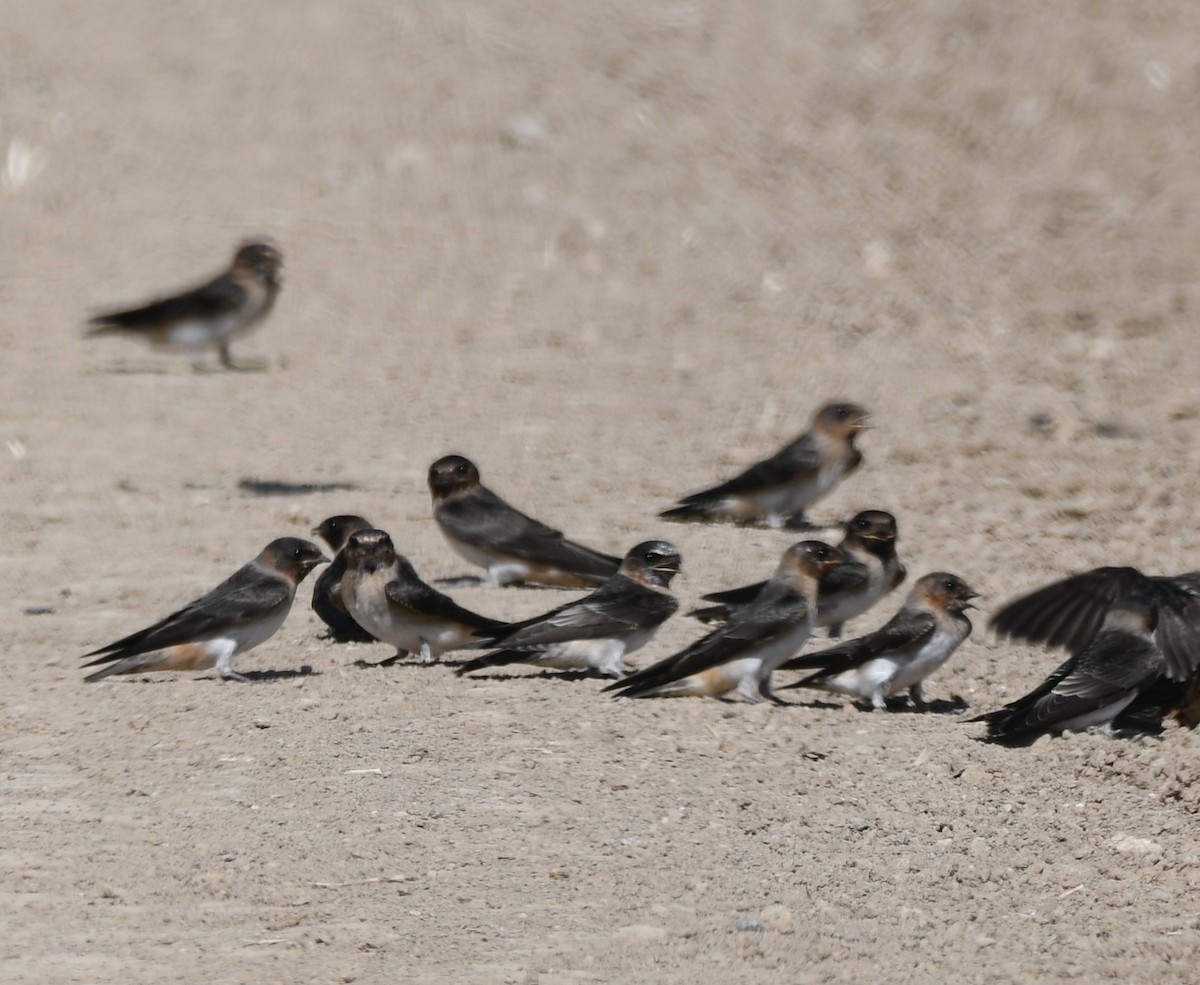 Cliff Swallow - Cyndy Hardaker