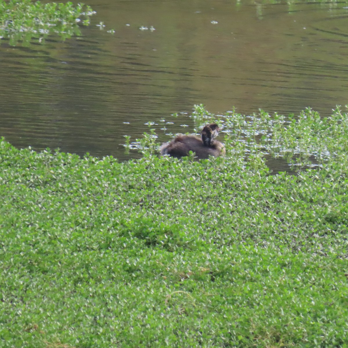 Pied-billed Grebe - ML620718179