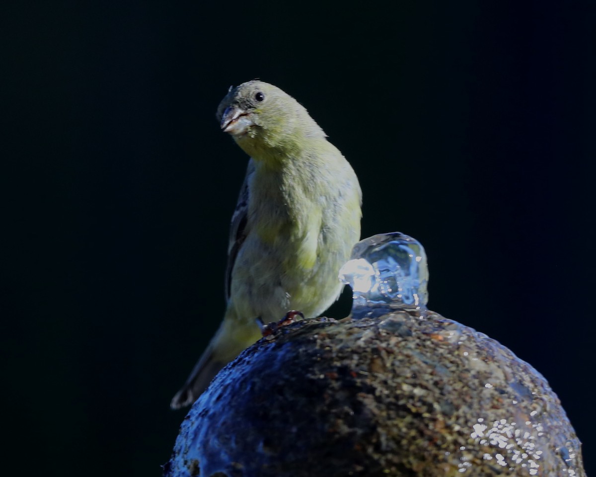 Lesser Goldfinch - ML620718180