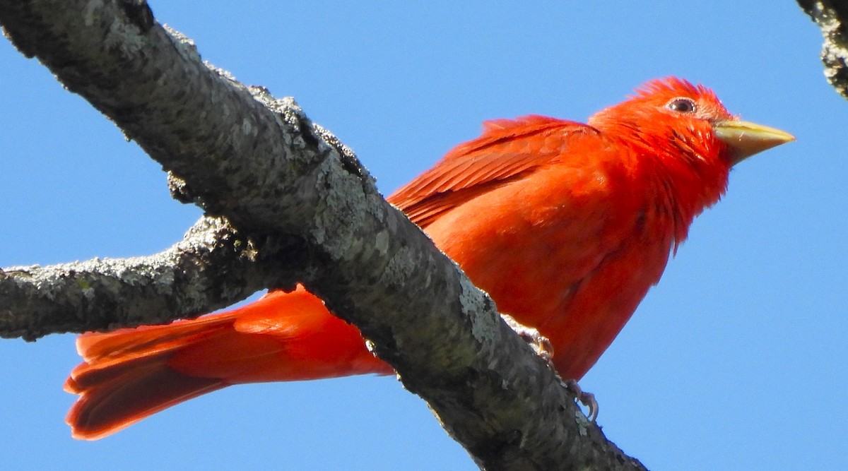 Summer Tanager - ML620718181