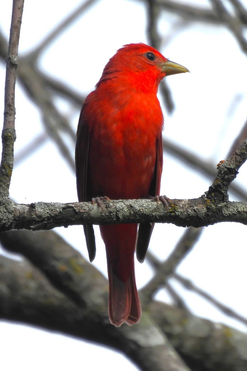 Summer Tanager - ML620718182