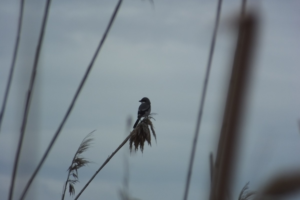 Loggerhead Shrike - ML620718185