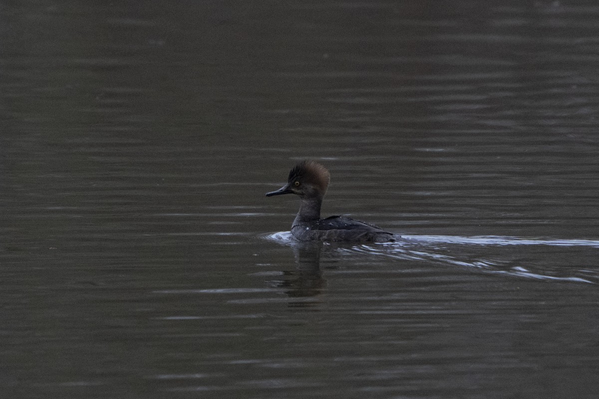 Hooded Merganser - ML620718188