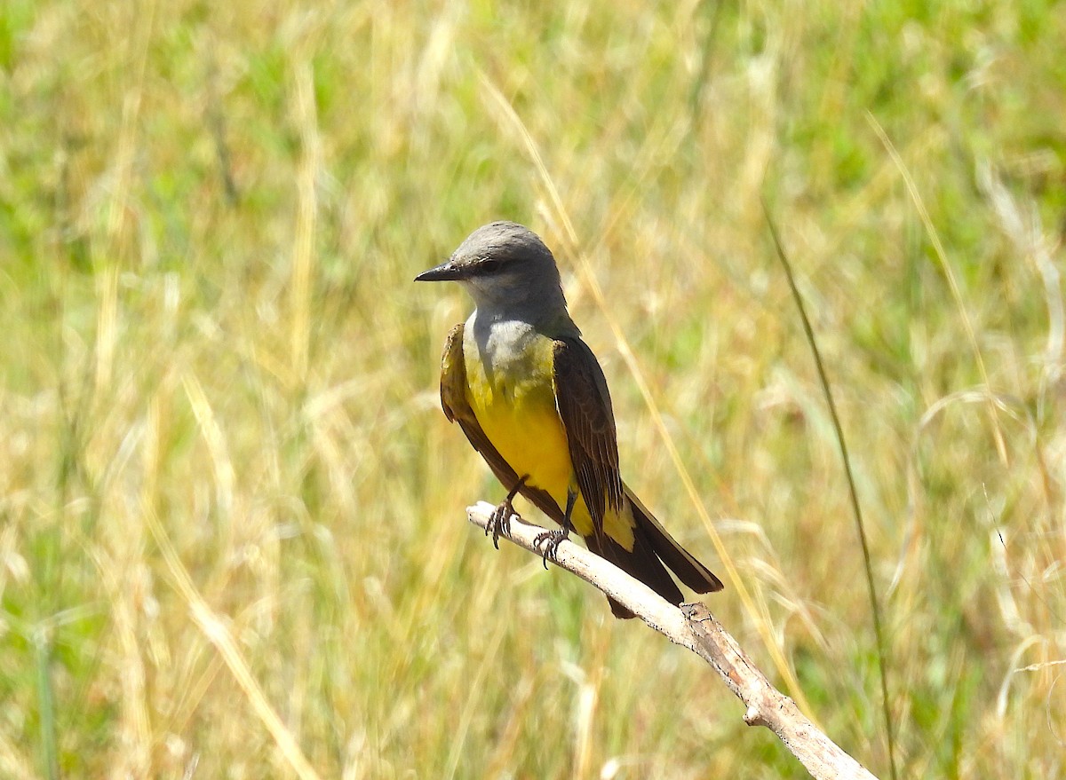 Western Kingbird - ML620718189