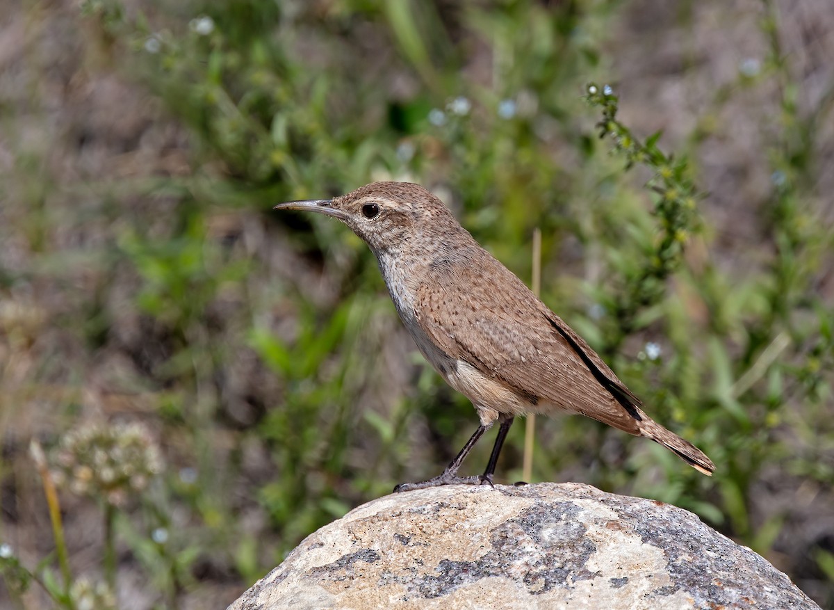 Rock Wren - ML620718191