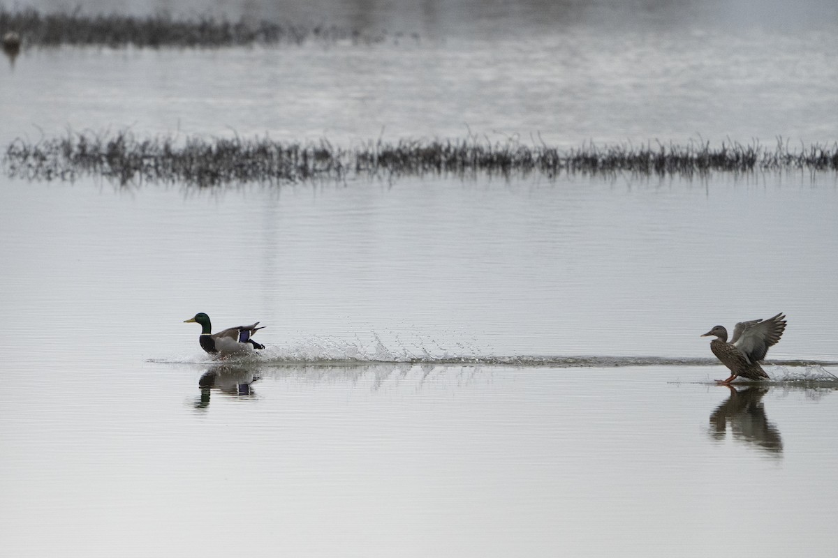 Canard colvert - ML620718196