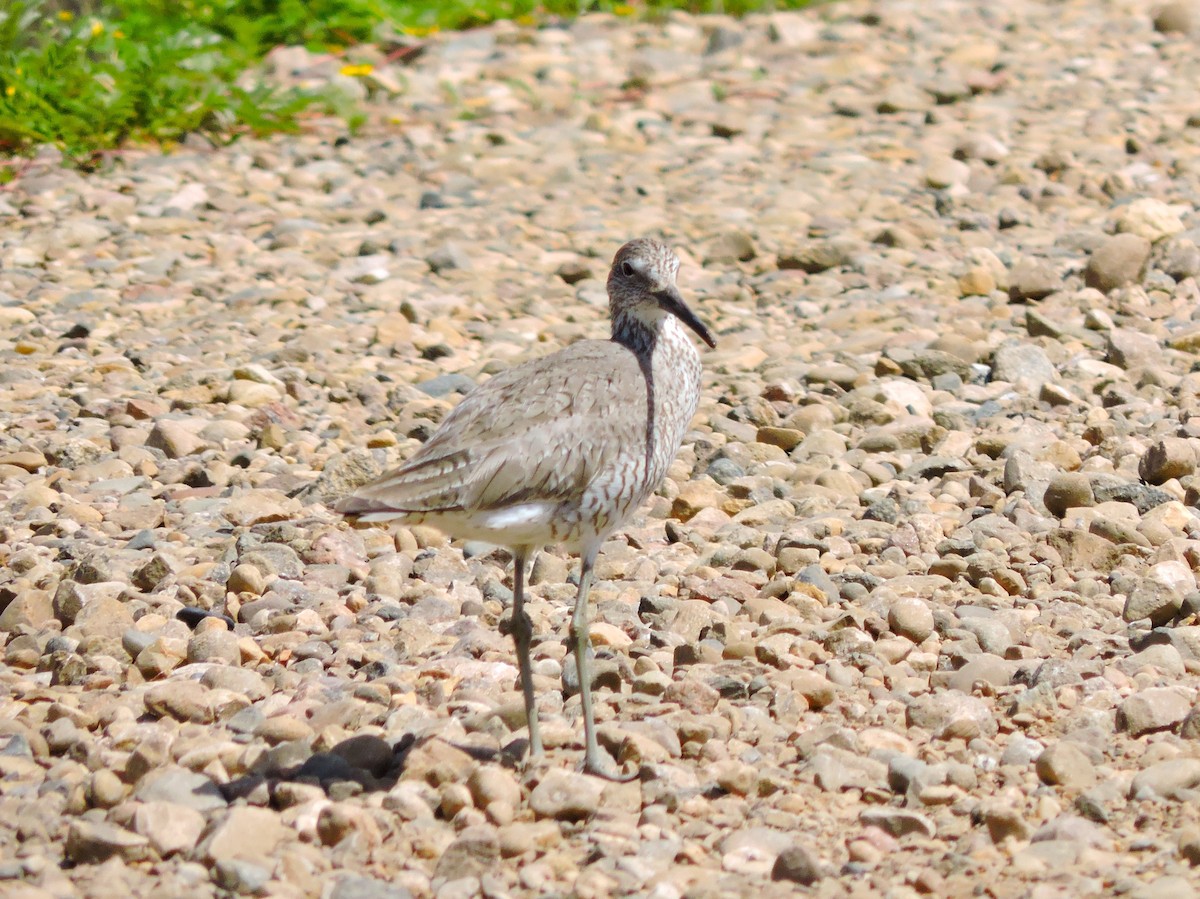 Willet - ML620718199