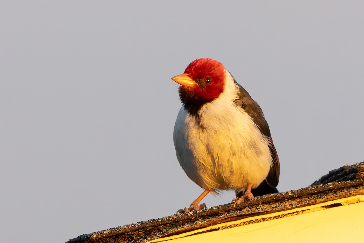 Yellow-billed Cardinal - ML620718200