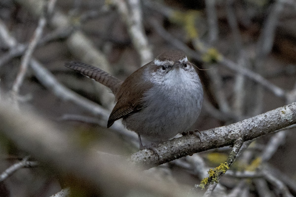 Bewick's Wren - ML620718203