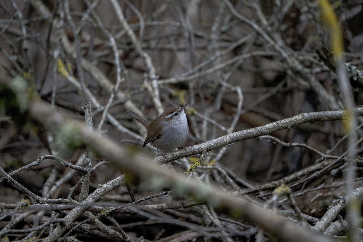 Bewick's Wren - ML620718204