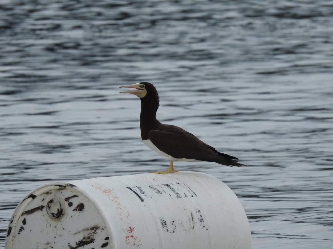 Brown Booby - ML620718212