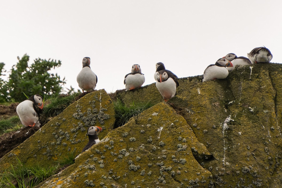 Atlantic Puffin - ML620718217